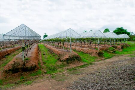 Grape plantationの写真素材