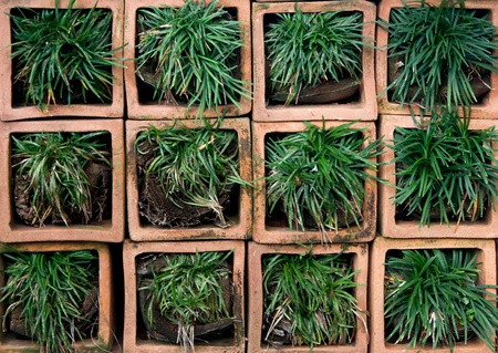 Green grass on square pot