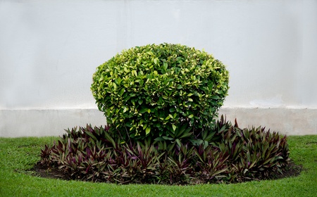 Shrub of purple heart ground