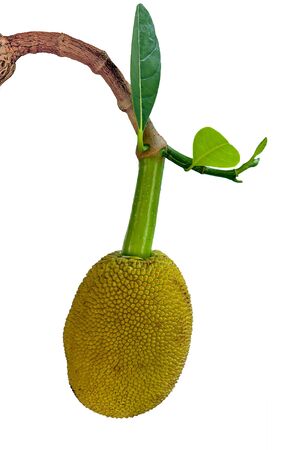 Young jack fruit isolated on white background