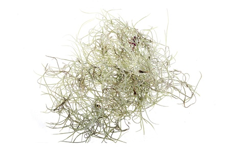 Tillandsia isolated on white background