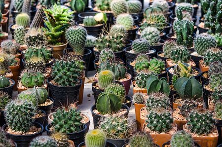Cactus garden