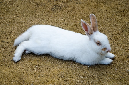 White rabbit