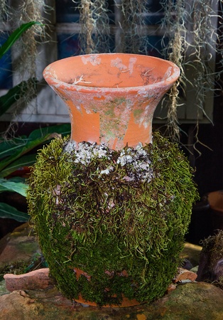 Moss on vaseの写真素材