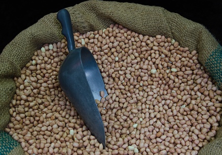Raw peanut on sack