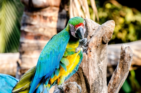 Beautiful of macaw