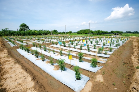 Young chili on plantの写真素材