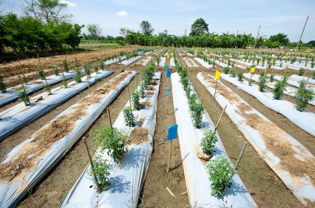 Young chili on plantの写真素材