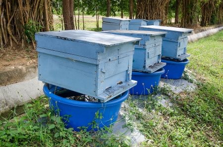 Beehives farm