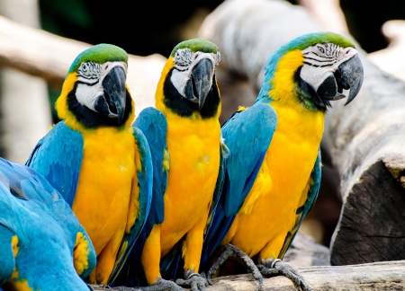 Beautiful of macawの写真素材