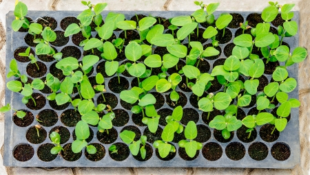 The Seedlings vegetable in plastic tray