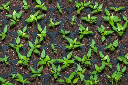 Seedlings vegetable in plastic tray