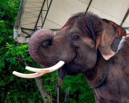 Elephant in zooの写真素材