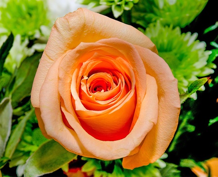 Beautiful orange roseの写真素材