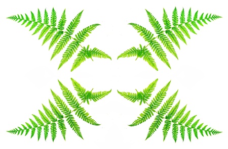 Closeup fern leaf isolated on white backgroundの写真素材