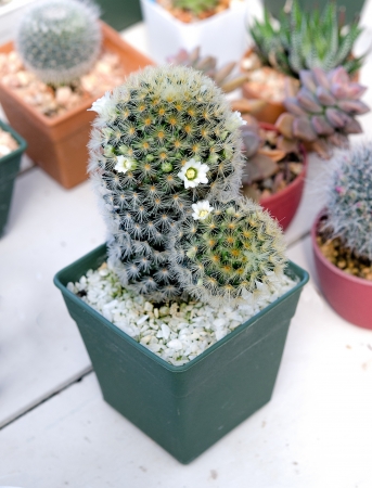 Beautiful of cactusの写真素材