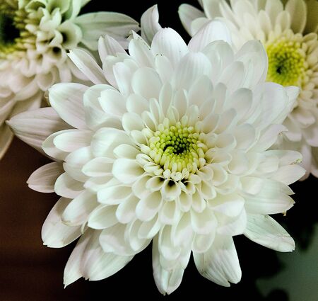 White hydrangea flowersの写真素材