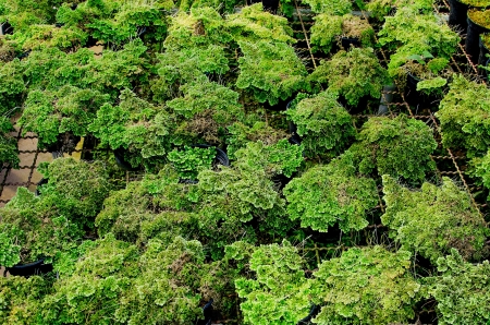 Closeup moss on plantの写真素材