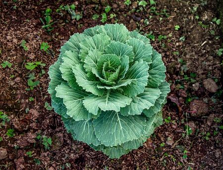 Green cabbage