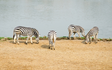 Zebra familyの写真素材