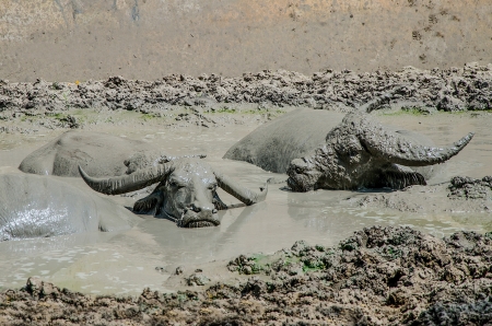 Buffaloes in the mudの写真素材