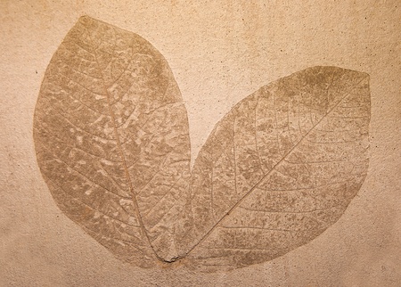 Imprint leaf on cement floor backgroundの写真素材
