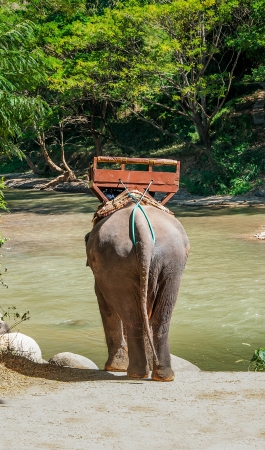 Elephant walking into the riverの写真素材