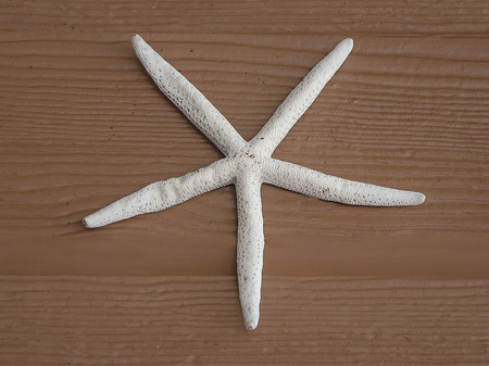 Closeup of Starfish on floor backgroundの写真素材