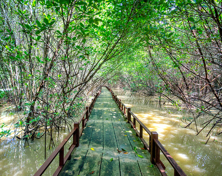 Wooden bridge along mangrove forest in thailandの写真素材
