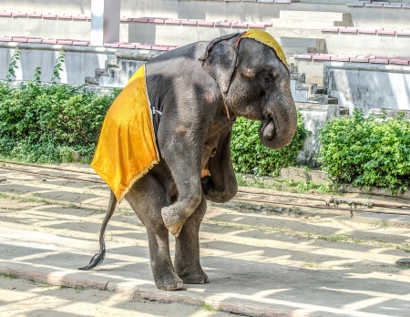 Young elephant standing on floorの写真素材