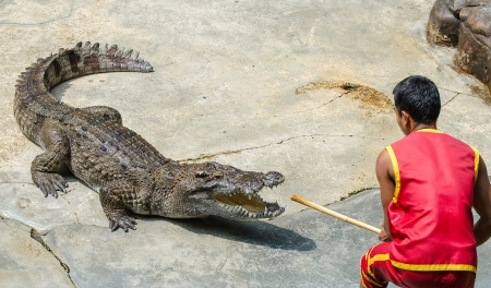 SAMUTPRAKARN,THAILAND-OCTOBER 27: crocodile show at crocodile farm on OCTOBER 27, 2013 in Samutprakarn,Thailand. 
This show is very exciting of tourist and thai people.のeditorial素材
