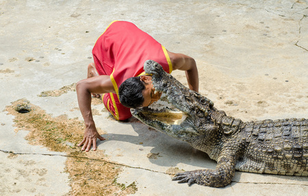 SAMUTPRAKARN,THAILAND-OCTOBER 27: crocodile show at crocodile farm on OCTOBER 27, 2013 in Samutprakarn,Thailand. 
This show is very exciting of tourist and thai people.のeditorial素材