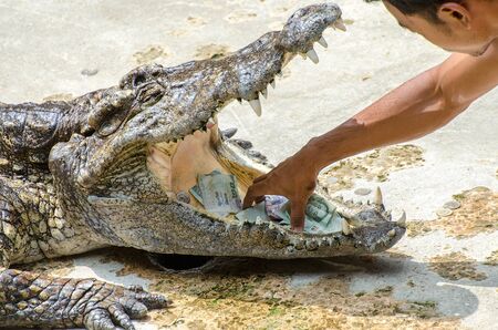 SAMUTPRAKARN,THAILAND-OCTOBER 27: crocodile show at crocodile farm on OCTOBER 27, 2013 in Samutprakarn,Thailand. This show is very exciting of tourist and thai people.のeditorial素材
