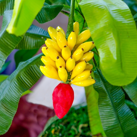 Beautiful of artificial bananaの写真素材