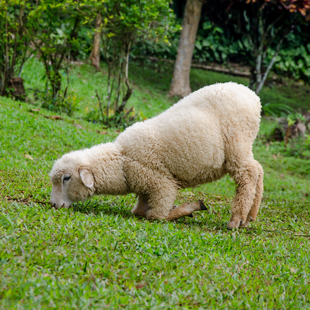 Stretching lamb in farmの写真素材