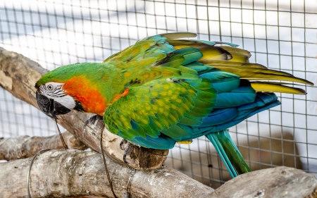 Beautiful of macawの写真素材