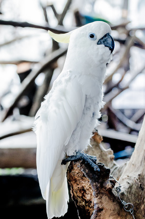 Beautiful of white macawの写真素材