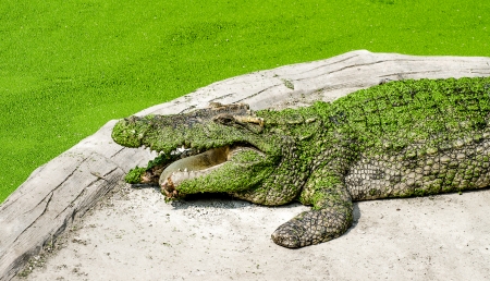 View of crocodile had injuredの写真素材