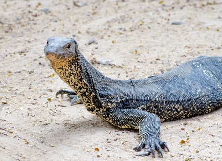 Varanus salvator lizardの写真素材