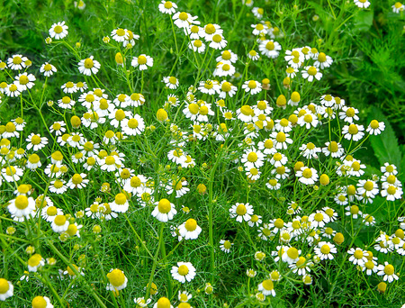 Summer field with white daisiesの写真素材