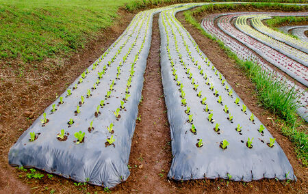 Rows of lettuce plants growing on farmの写真素材