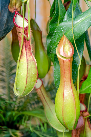 Nepenthes or Monkey Cupsの写真素材