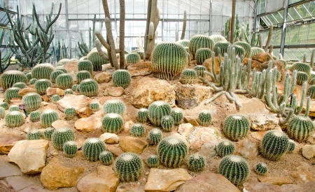 Group of cactus in green houseの写真素材