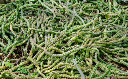 Ornamental Hemp Cactus look like snakeの写真素材