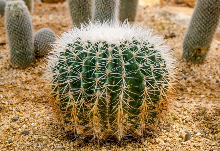 Golden ball cactus( Echinocactus grusonii)の写真素材