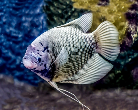 Beautiful tilapia fish in water tankの写真素材