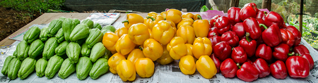 Colorful of bell pepper with chayoteの写真素材