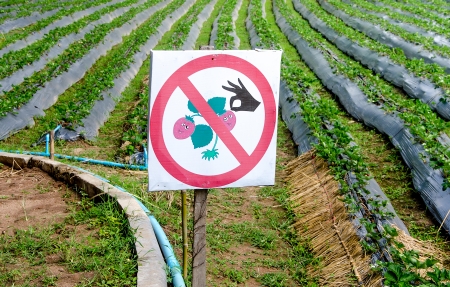 No pick strawberry sign in plantの写真素材