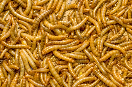 Closeup of worm