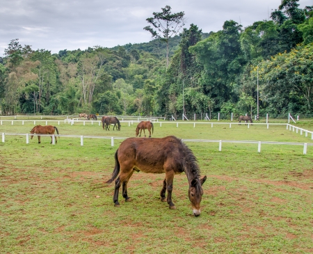 Young horse eating grass in farmの写真素材